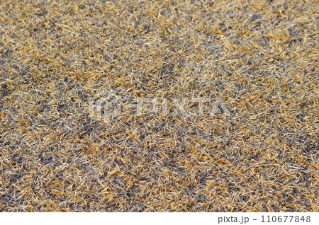 一面に広がる冬の芝生《冬枯れの芝生》 一面に広がる冬の芝生《冬枯れの芝生》 110677848