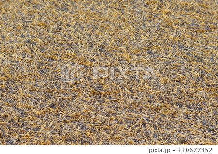 一面に広がる冬の芝生《冬枯れの芝生》 110677852