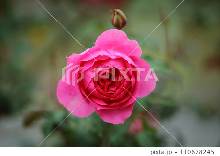 荒尾市　おもやい市民花壇　バラの花、 110678245