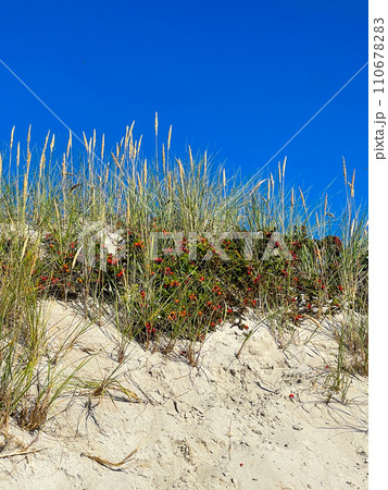 Coastal sand dunes with vibrant wild berries and tall grasses 110678283