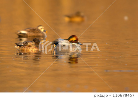 冬に池や公園の水辺で見られるとても美しい水鳥、ヨシガモ 110679457