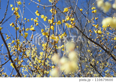 府中市郷土の森博物館のロウバイ 府中市郷土の森博物館のロウバイ 110679600
