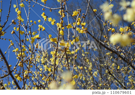 府中市郷土の森博物館のロウバイ 府中市郷土の森博物館のロウバイ 110679601