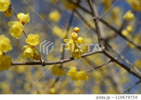 府中市郷土の森博物館のロウバイ 110679758