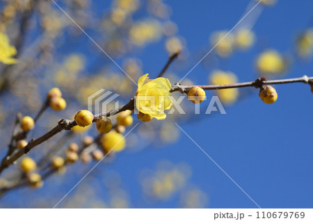 府中市郷土の森博物館のロウバイ 110679769