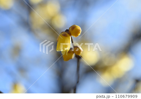 府中市郷土の森博物館のロウバイ 110679909