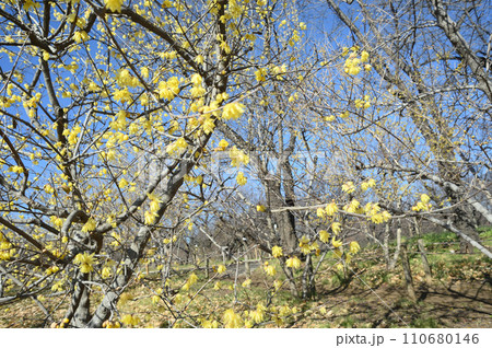 府中市郷土の森博物館のロウバイ 110680146