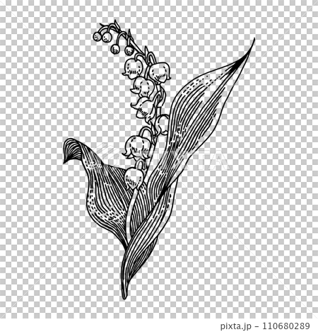 鈴蘭_手繪插畫零件 鈴蘭_手繪插畫零件 110680289