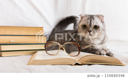 Gray cat lying near stack of books and glasses of owner 110680396