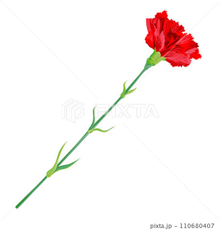 Red carnation a white background Red carnation a white background 110680407