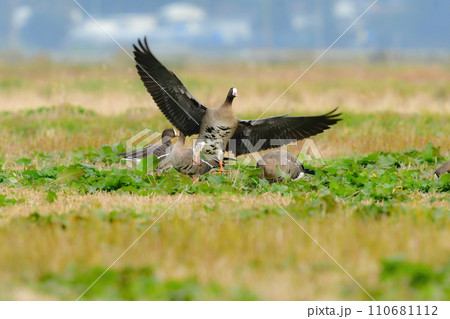 冬に北日本で見られる絶滅危惧種の美しい水鳥、カリガネ 110681112