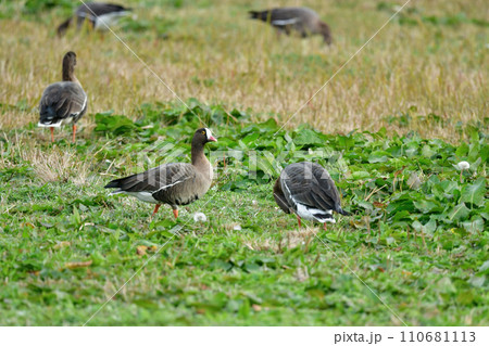 冬に北日本で見られる絶滅危惧種の美しい水鳥、カリガネ 110681113