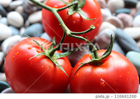 Water Drops On A Ripe Tomatoes In A Branch Lying On A Sea Stones Closeup Stock Photo 110681200