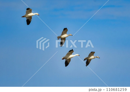 北日本に冬にやってくる真っ白な美しい水鳥、ハクガン 110681259