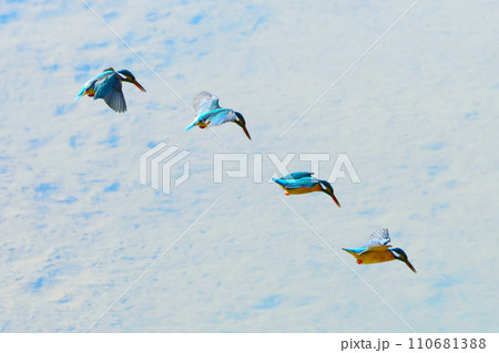 カワセミの飛翔連続撮影 カワセミの飛翔連続撮影 110681388