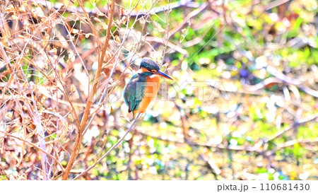 水辺の青い宝石、カワセミ 110681430