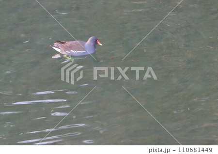 綺麗な高麗川を泳ぐ一羽の冬鳥の風景 綺麗な高麗川を泳ぐ一羽の冬鳥の風景 110681449
