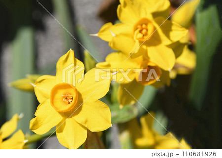 キズイセン（黄水仙） 110681926