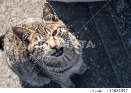 鳴きながら見上げる猫 キジトラ猫 鳴きながら見上げる猫 キジトラ猫 110681947