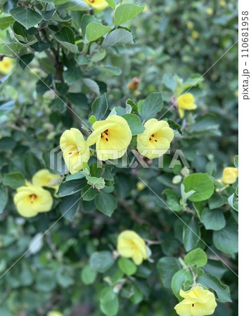 ハマボウの花 110681958