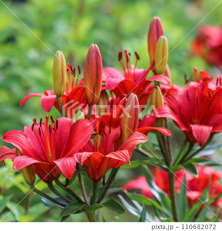 Beautiful red lily in the garden. Gardening concept 110682072