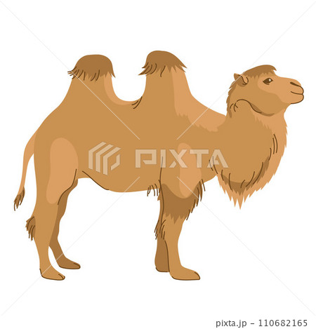 Mongolian camel - Bactrian. A pet common in Asia. Two-humped camel. Vector illustration. The mammal is used for travel, transport and tourism. Mongolian camel - Bactrian. A pet common in Asia. Two-humped camel. Vector illustration. The mammal is used for travel, transport and tourism. 110682165