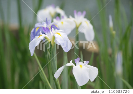 花菖蒲 花菖蒲 110682726