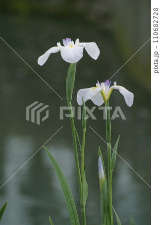 花菖蒲 花菖蒲 110682728