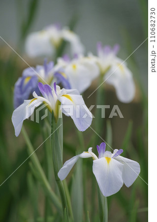 花菖蒲 花菖蒲 110682730