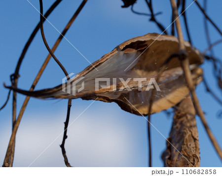 キョウチクトウ科ガガイモの種子散布 110682858
