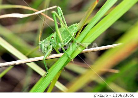 Green Grasshopper macro, maximum depth of field 110683050