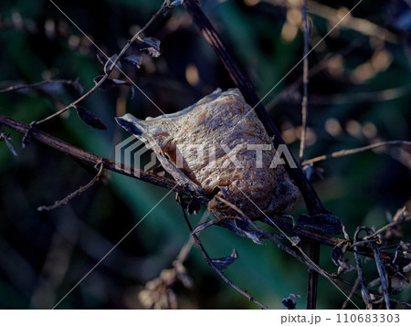 オオカマキリの卵嚢 110683303