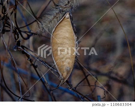 キョウチクトウ科ガガイモの種子散布 110683304