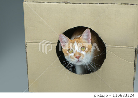 The cat was wondering what was on the side. The cat was wondering what was on the side. 110683324