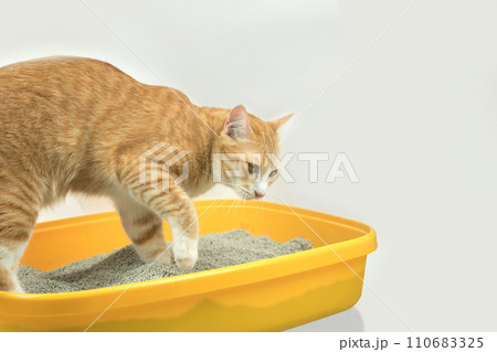 The excretion of cats is routine daily. The excretion of cats is routine daily. 110683325