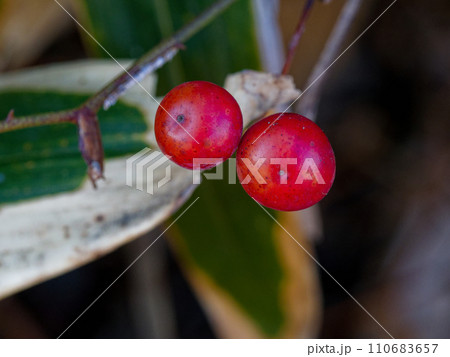 赤い実をつけたつる性植物　サルトリイバラ 110683657