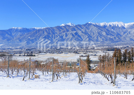 冬の安曇野　雪のワイン用ブドウ畑と北アルプス 110683705