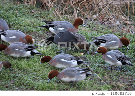冬の河川敷で草の新芽を食べるヒドリガモとオオバン 冬の河川敷で草の新芽を食べるヒドリガモとオオバン 110683719