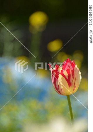 春のイメージ　可憐なチューリップの花 110684699