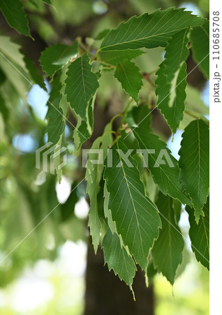 樹木・コナラ　ブナ科 110685708