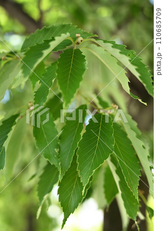 樹木・コナラ ブナ科 樹木・コナラ ブナ科 110685709