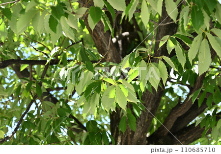 樹木・コナラ ブナ科 樹木・コナラ ブナ科 110685710