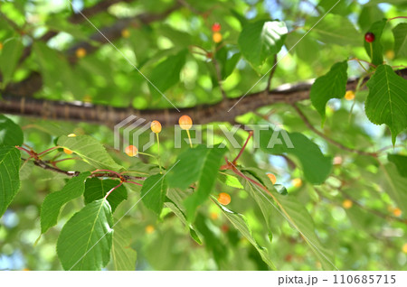 樹木・ヤマザクラ　バラ科 110685715