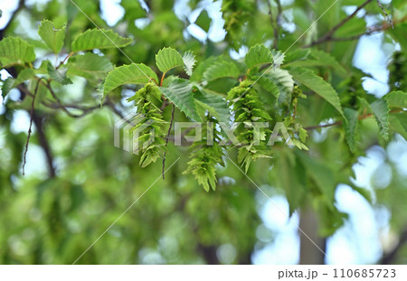 樹木・アカシデ カバノキ科 樹木・アカシデ カバノキ科 110685723