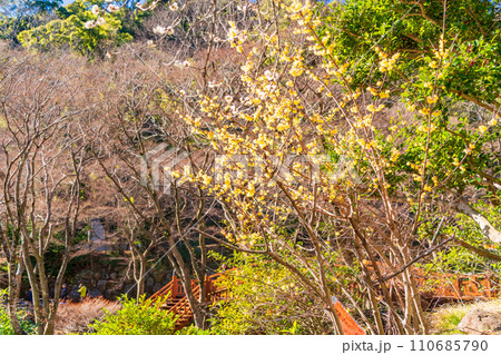 （静岡県）熱海梅園・ロウバイの花 110685790