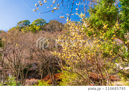 （静岡県）熱海梅園・ロウバイの花 110685795