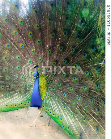 クジャク 110685930