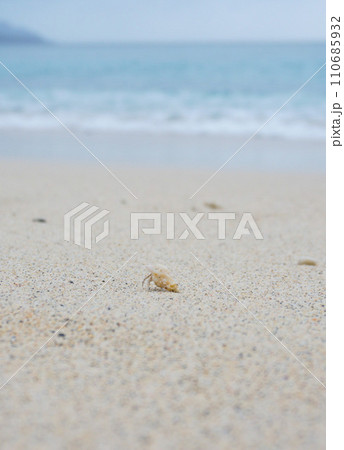 ヤドカリ ヤドカリ 110685932