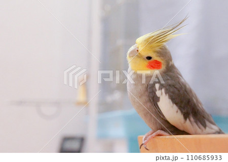 オカメインコ オカメインコ 110685933