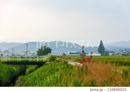 静岡県掛川市細谷　天竜浜名湖鉄道と沿線の風景 110686032